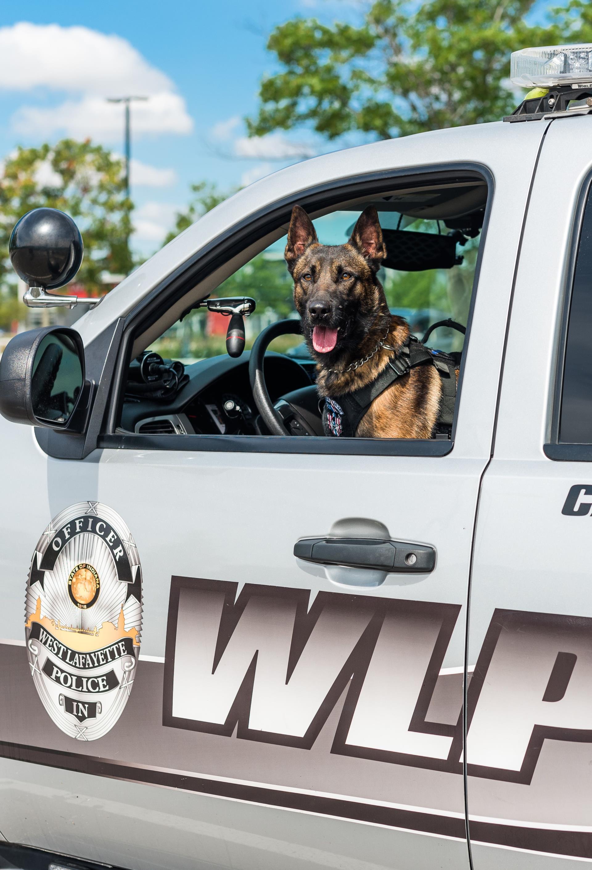 Dog in police car